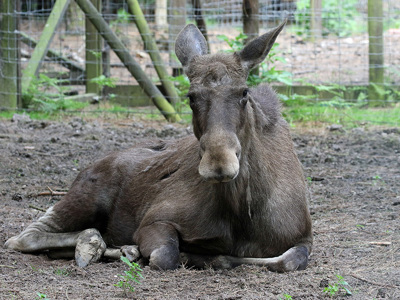 Elk1 1