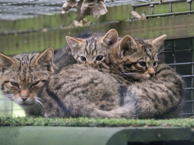 Wildcat3