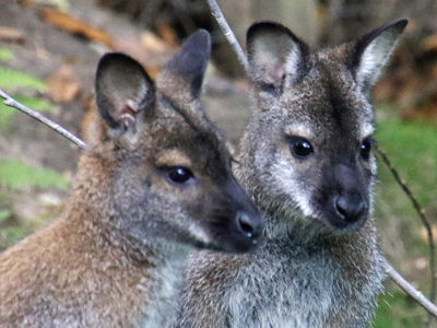 Wallaby2 2500X1500