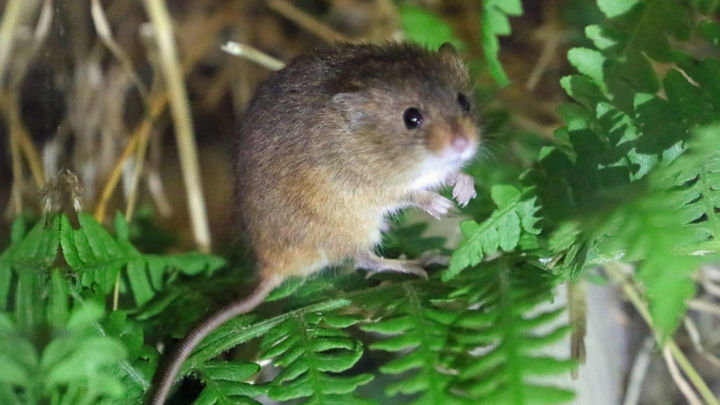 Hanstead Mouse Harvest Mouse survey