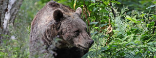 Bear3 2500X1500