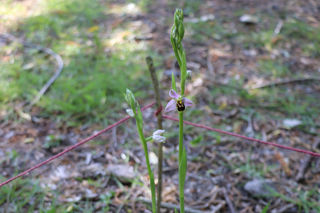 Bee Orchid2