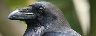 Raven1 2500X1500