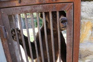 The Saddest Bears In The World