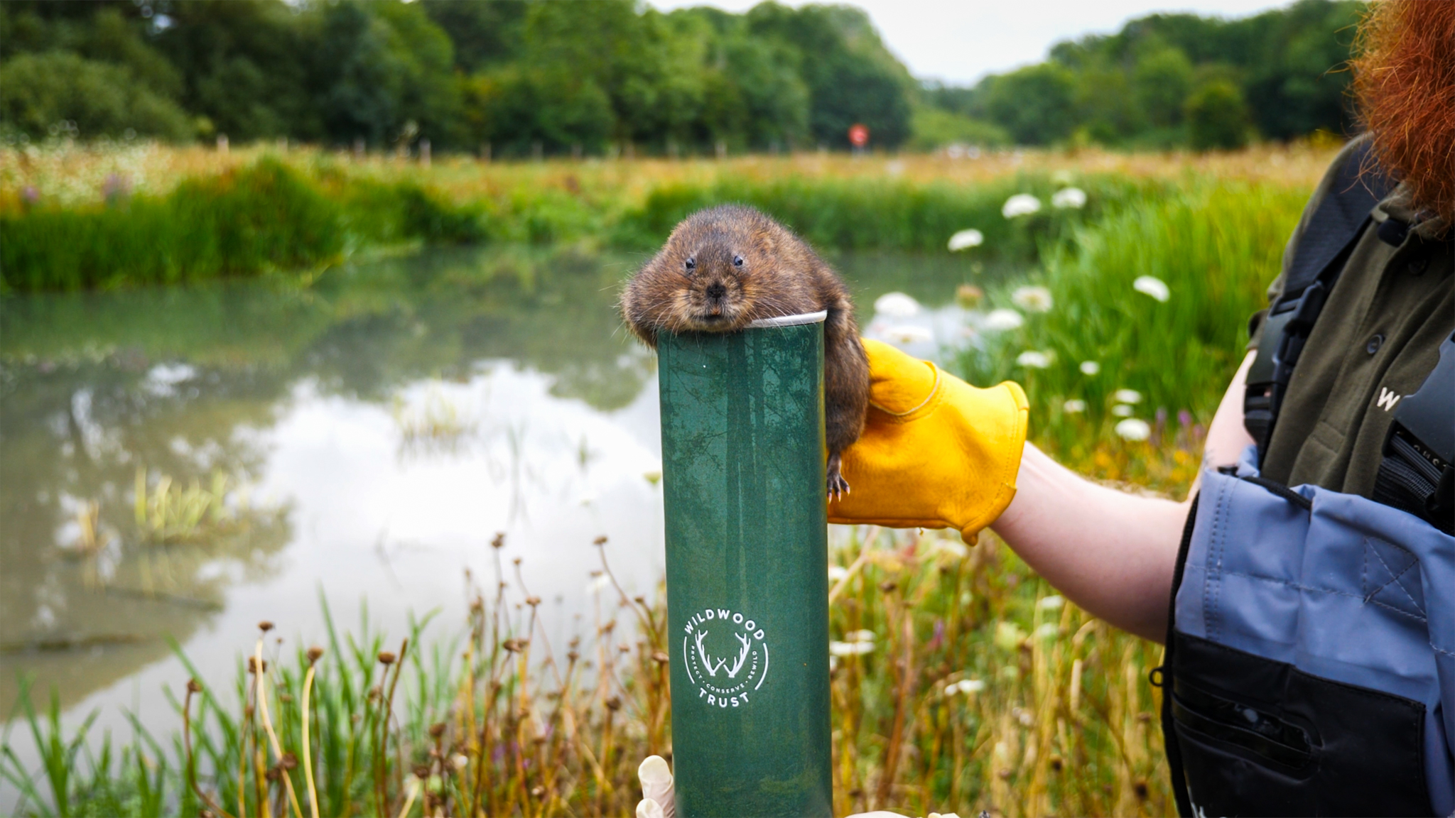 Water Vole Release Credit Wildwood Trust Harding Lee Media 10