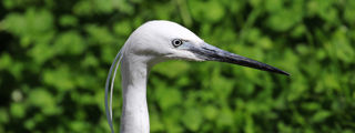 Egret1 2500X1500