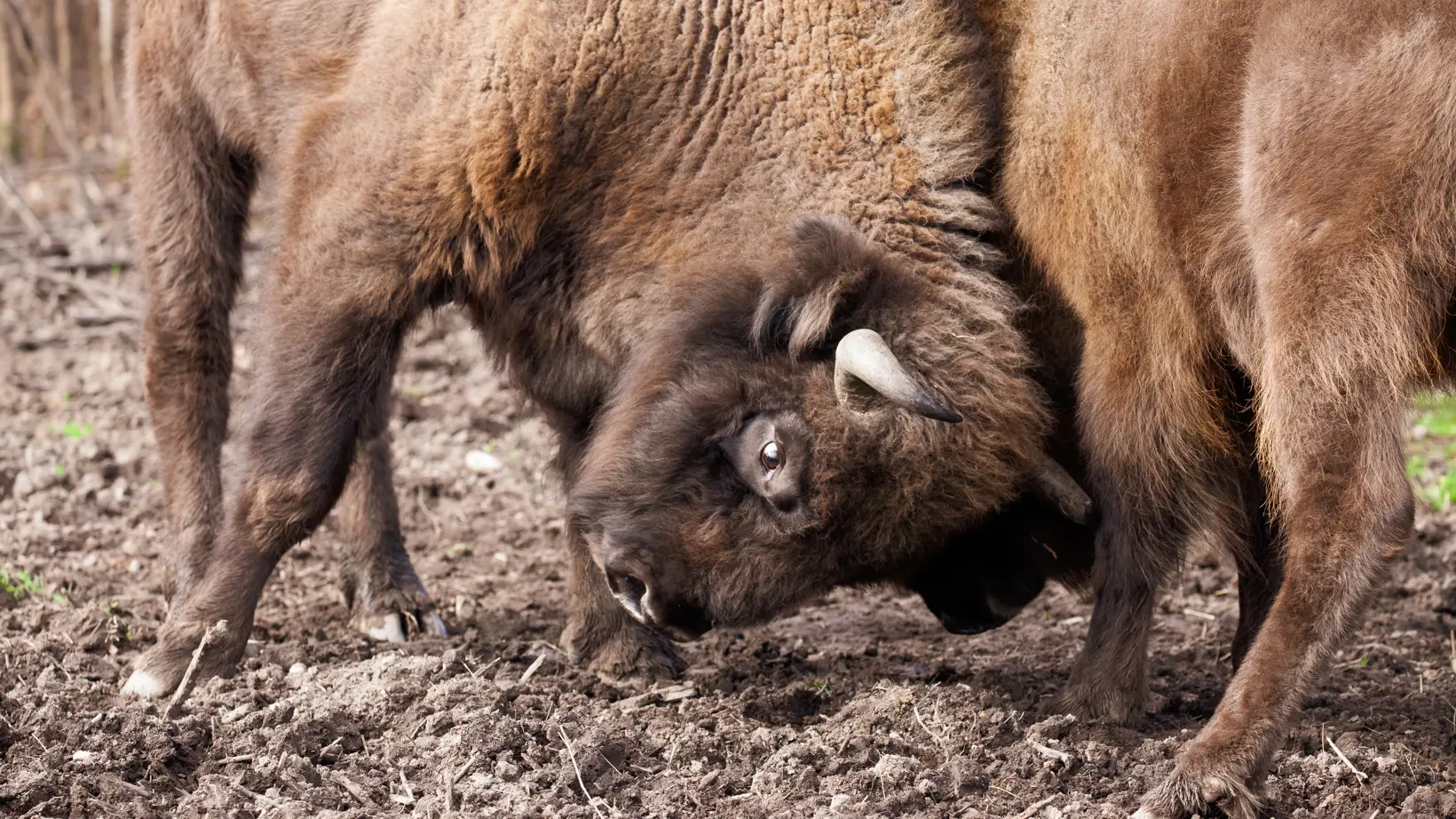 Bison Project Blean Bison project