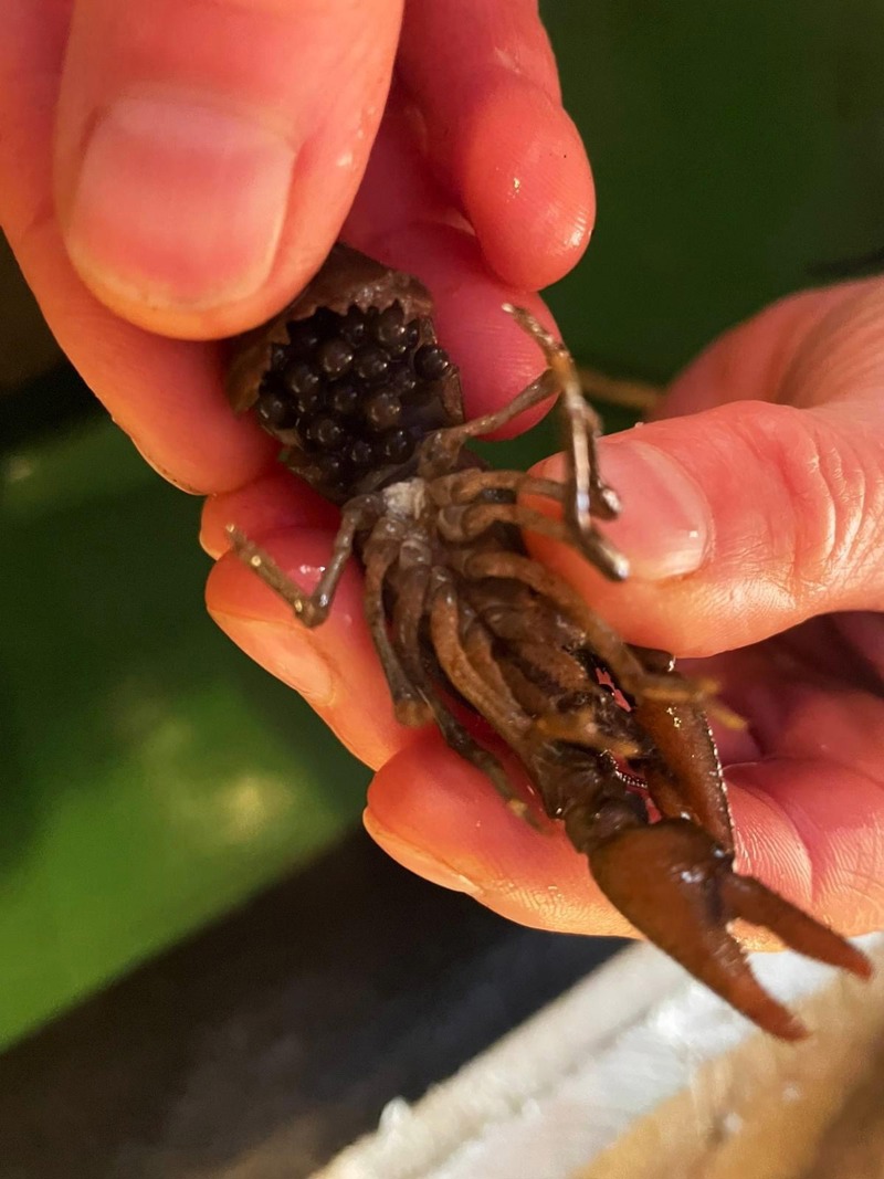 2024.04.05 Crayfish Underbelly