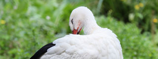 Whitestork3 2500X1500