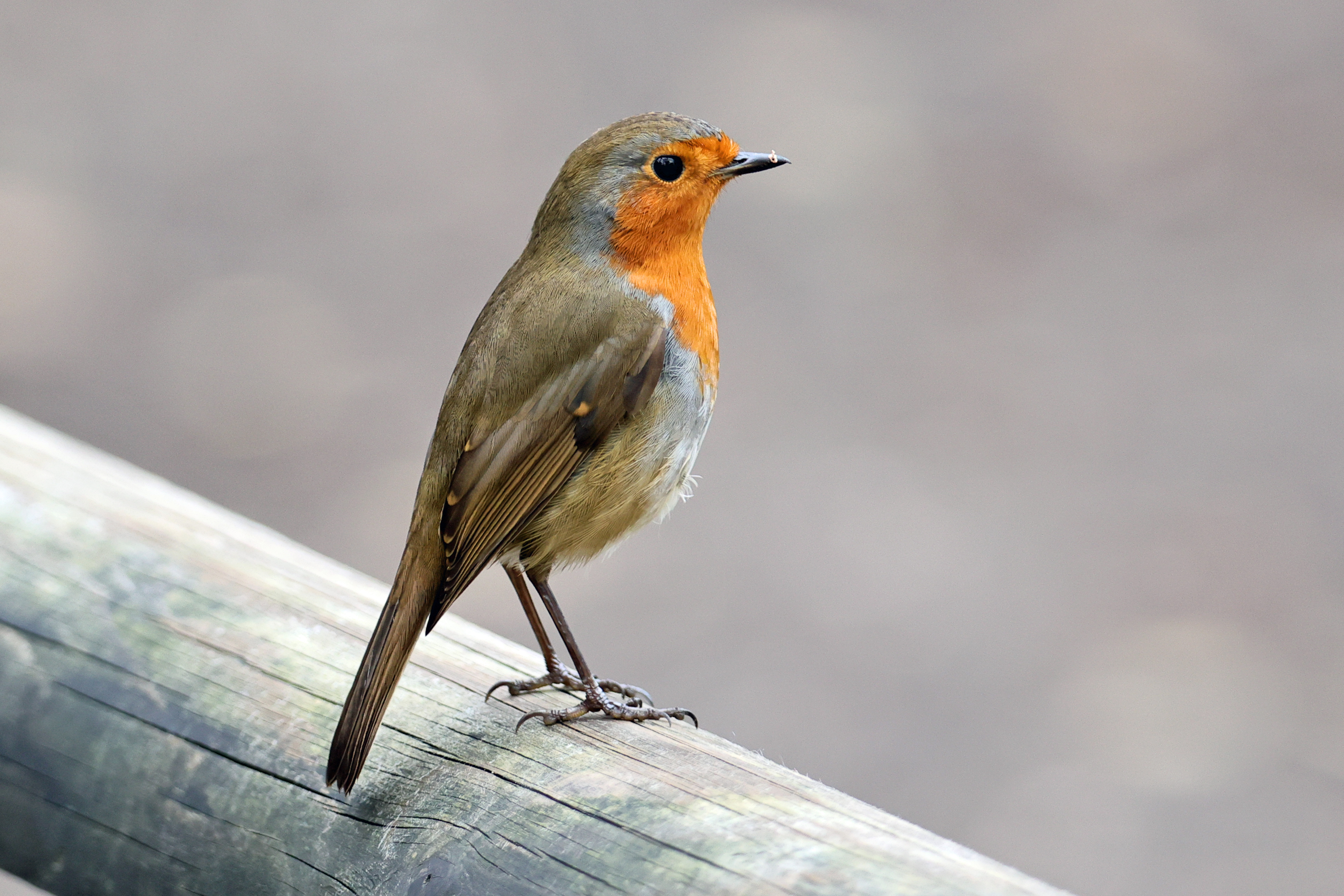 Visitor Bird1
