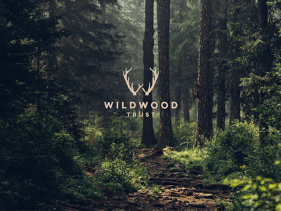 Wildwood Styled Image Forest