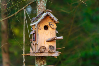 Bird Box DIY Web