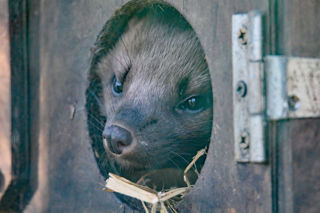 Pinemarten1 2500X1500