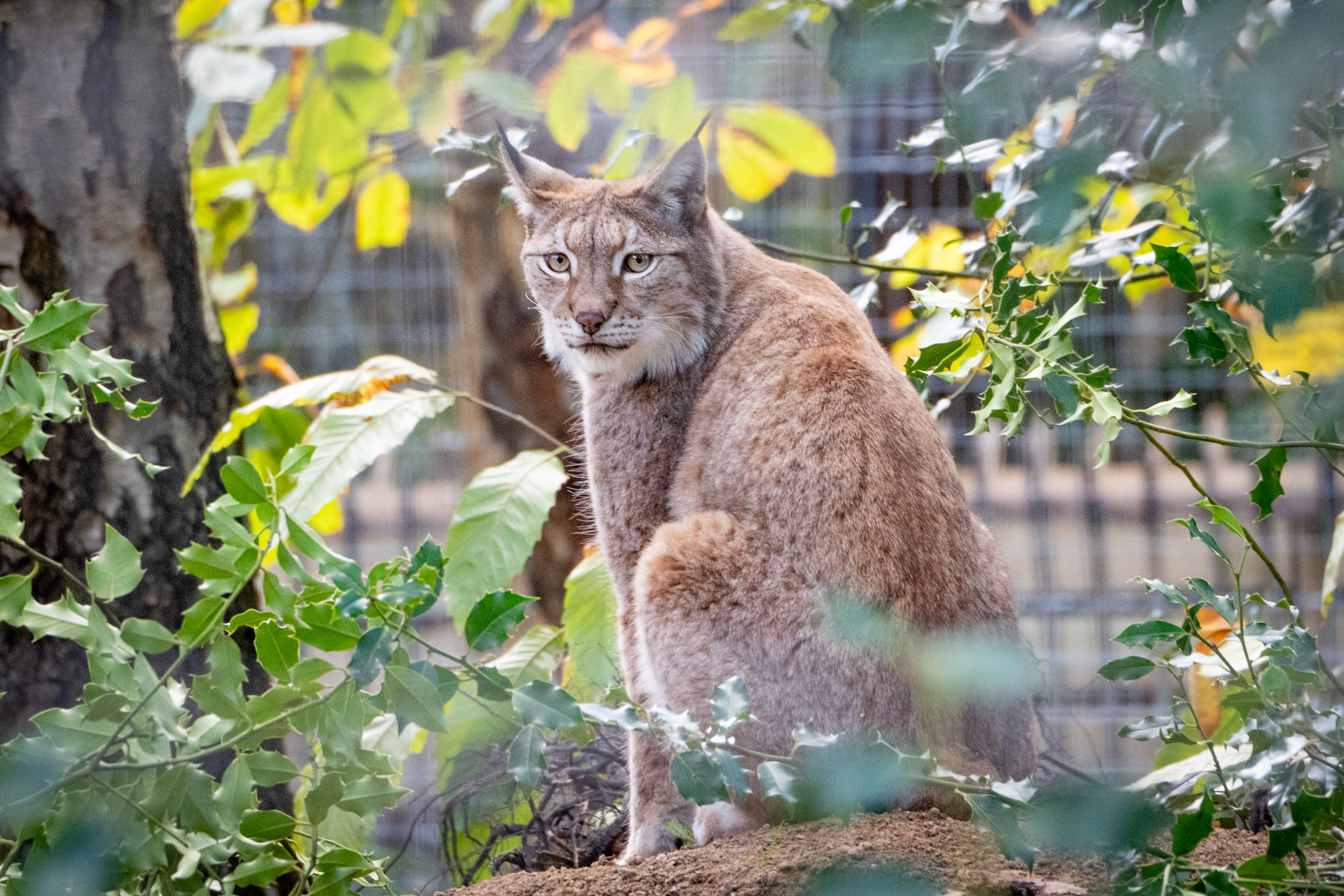 2025.11.01LYNX CREDIT HARDING LEE MEDIA 3