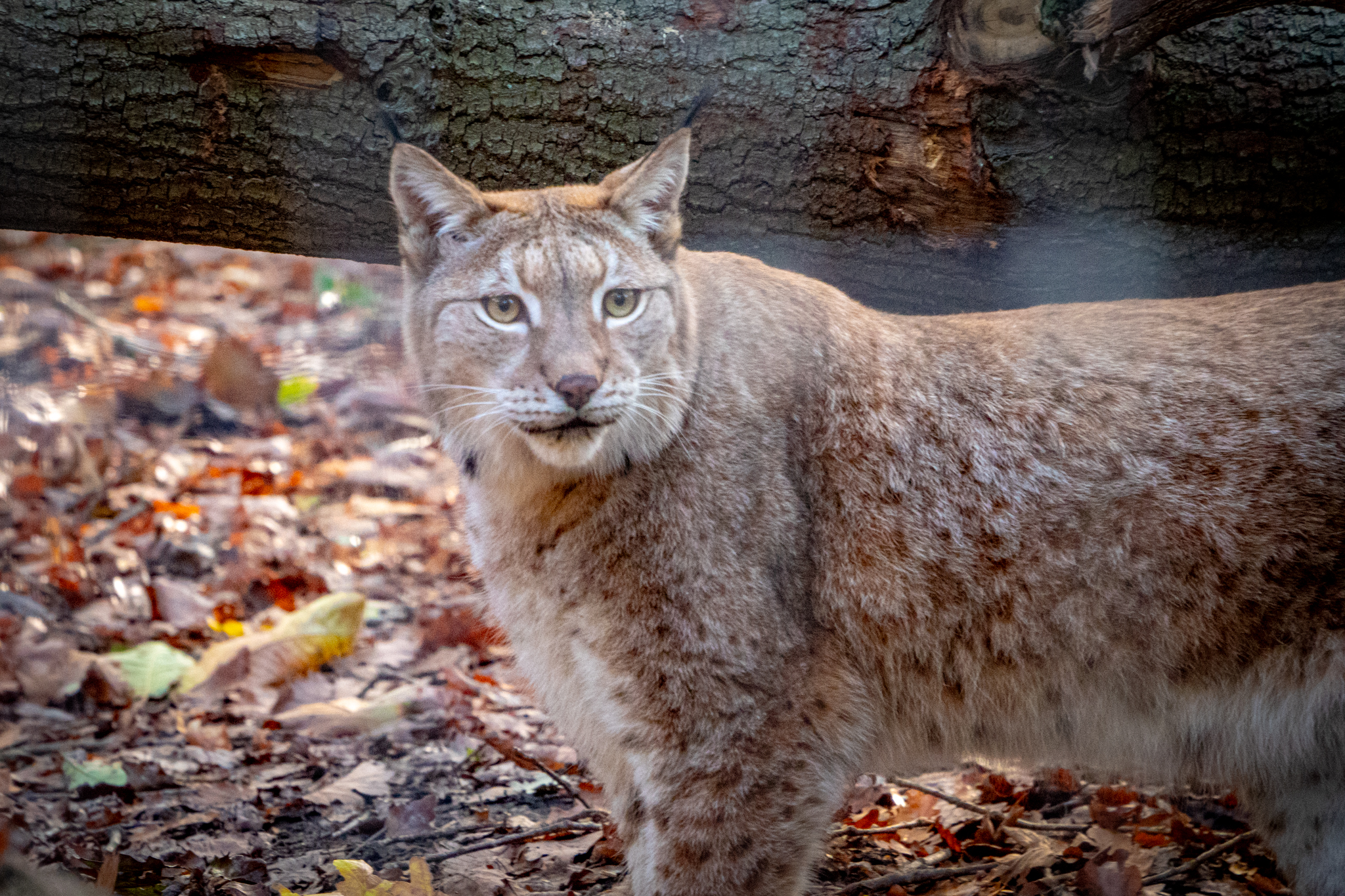 2025.11.01 LYNX CREDIT HARDING LEE MEDIA