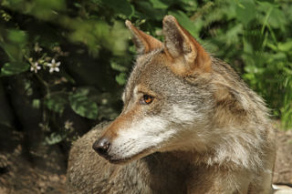 Wolf Profile (1)