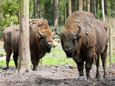 Bison1 2500X1500