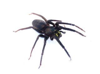 Segestria Florentina Web