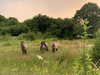 Konik 1200X1200