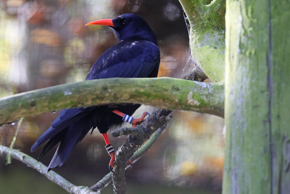 Conservation Spotlight Chough Web