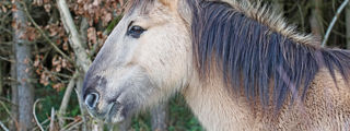 Konik2 2500X1500