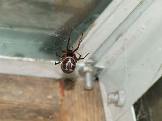 Steatoda Nobilis Web