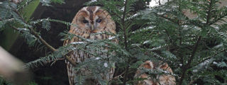 Tawnyowl2 2500X1500