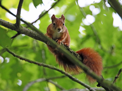 Conservation Spotlight Red Squirrel5 Web