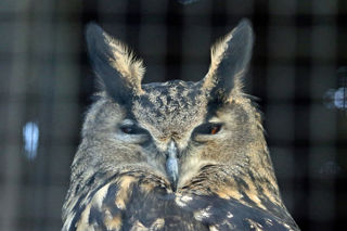 Eagleowl3 2500X1500