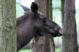 Elk2 2500X1500
