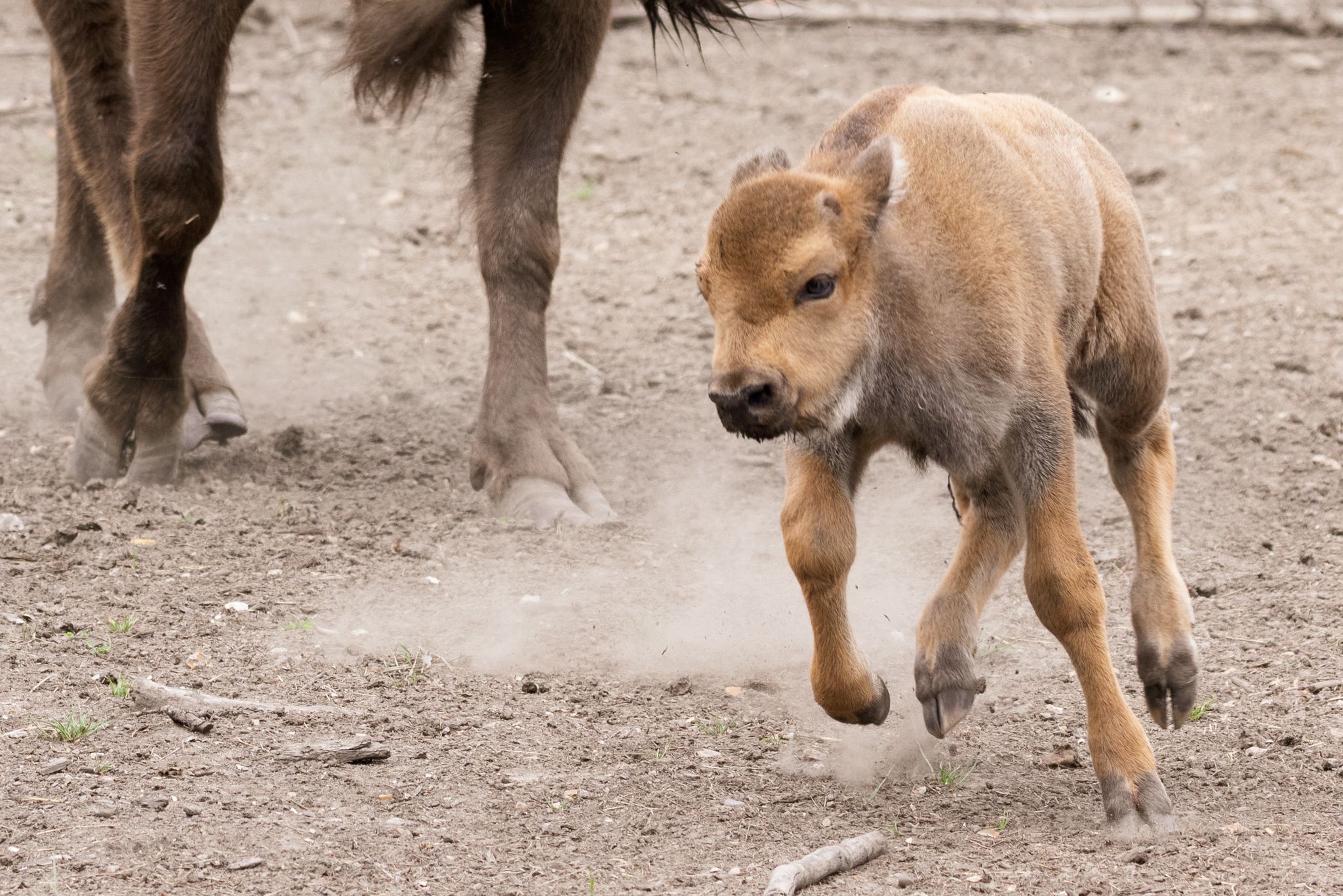 2025.10.01 Bison Calf Donovan Wright 2 (1)