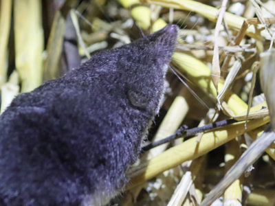 Watershrew1 2500X1500