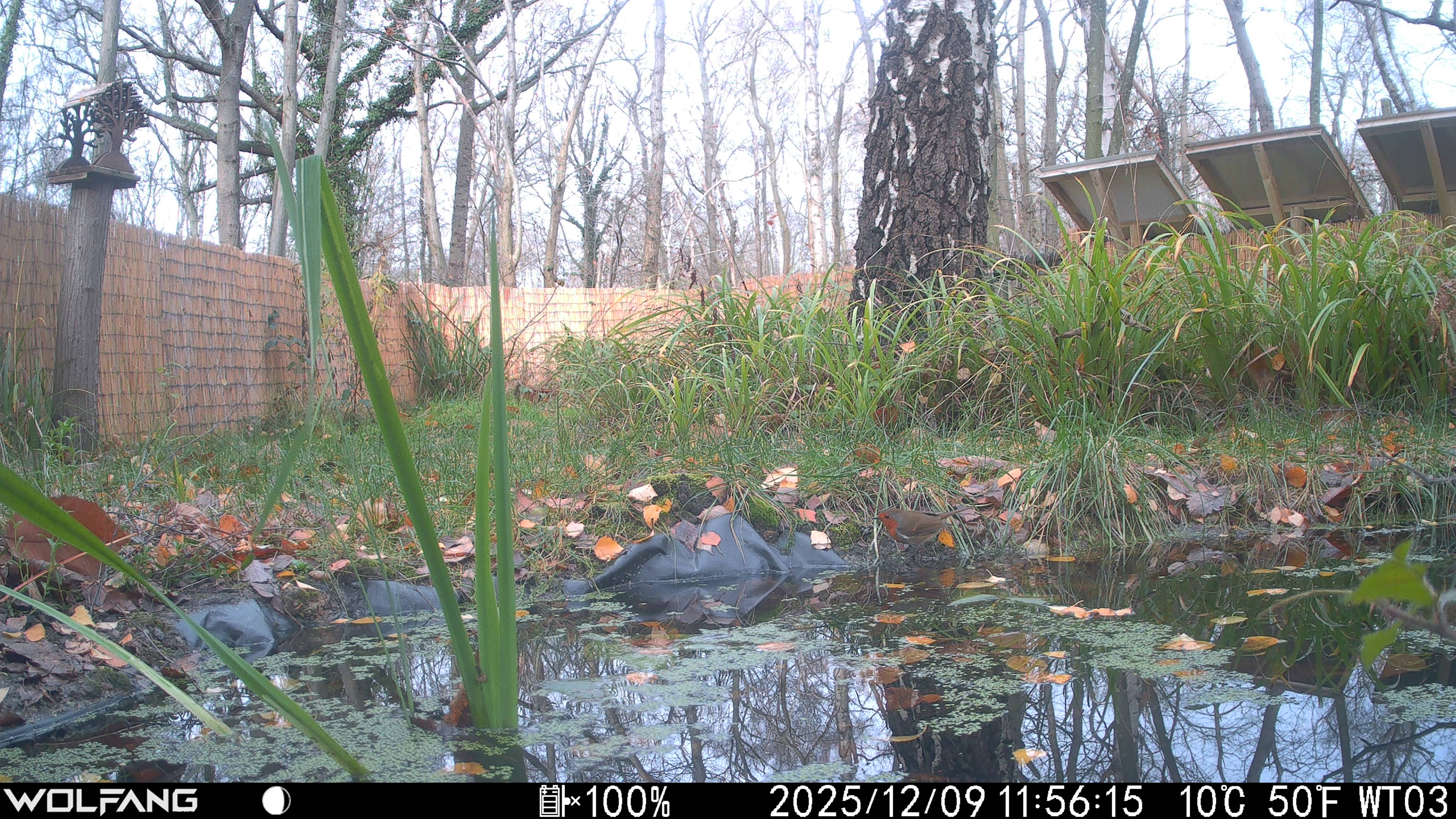 2026.01.06 Wildcam Robin