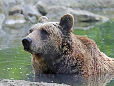 Bear 1200X1200 (1)