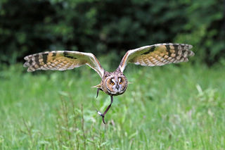 Owl Flight 1200X1200