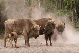 Lizzy Bison Calf 56 July2025 (Donovan Wright)