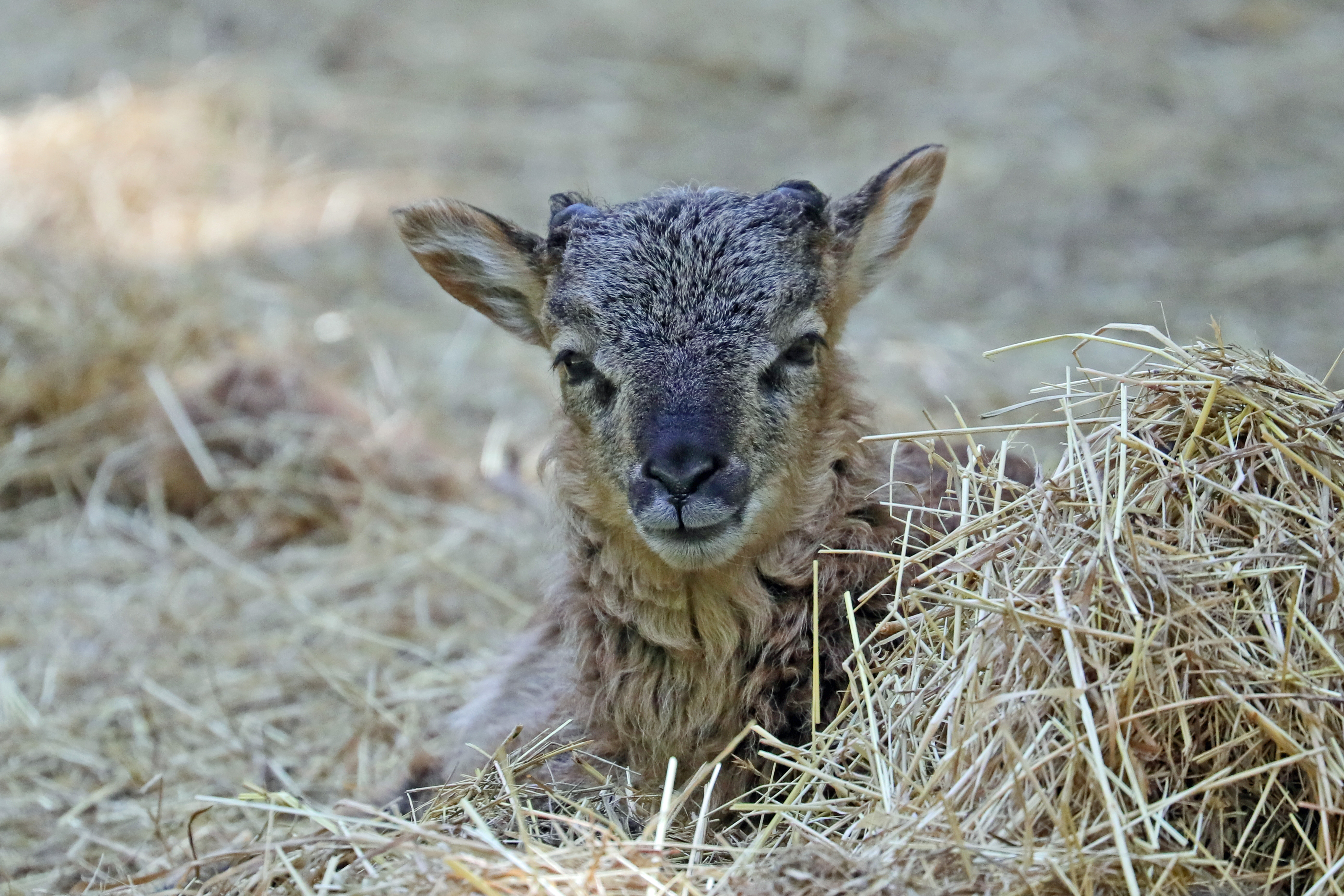 Soay Baby