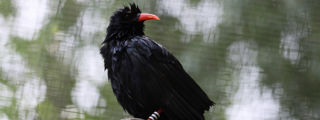 Redchough3 2500X1500