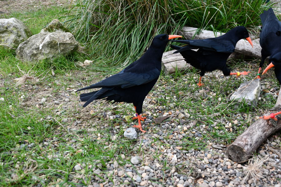 The choughs spread their wings to reach Dover Castle