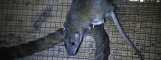 Brownrat3 2500X1500