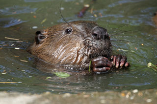 Conservation2 Web
