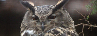 Eagleowl2 2500X1500