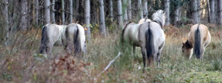 Konik3 2500X1500