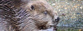 Beaver1 2500X1500
