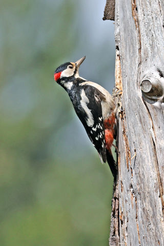 Visitor Bird5