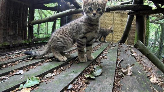 Kitten1