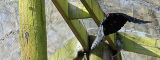 Redchough1 2500X1500