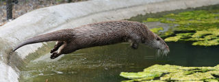Otter3 2500X1500