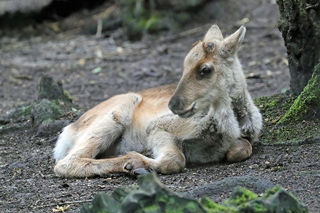 Baby Reindeer Ground 1200X1200