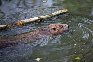 Beaver 1200X1200